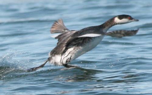 Horned Grebe take-off by hmclin is licensed under CC BY-NC-ND 2.0.